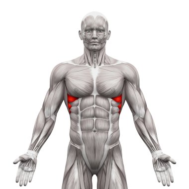 Serratus Anterior Kaslar - Beyaz izole Anatomi Kasları - 