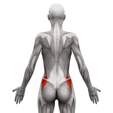 Gluteus Medius - Beyaz izole Anatomi Kasları - 3d illustra