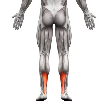 Aşil Tendonu - Anatomi Kas - beyaz izole - 3d illust