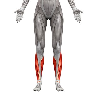 Baldır Kasları - Beyaz izole Anatomi Kasları - 3d illustrati