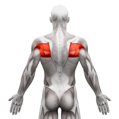 Teres Muscles - Anatomi Kasları beyaz izole - 3d illüstratör