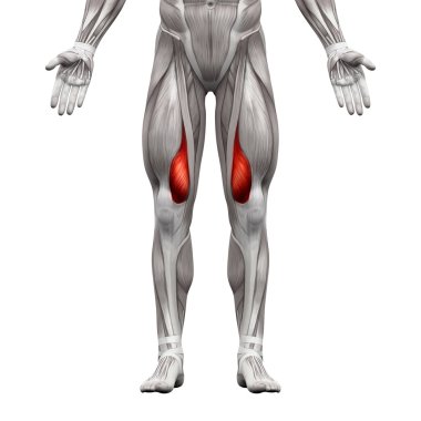 Vastus Medialis Kas - Anatomi Kasları beyaz izole - 3d 
