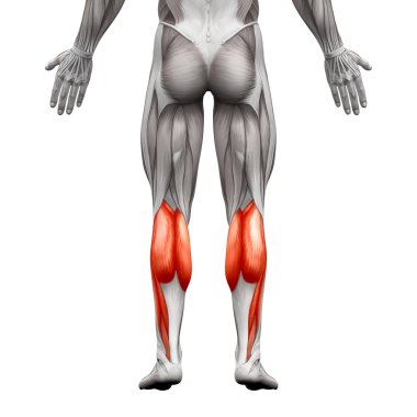 Baldır Kas Erkek - Gastroknemius, Plantar Anatomi Kas - isola