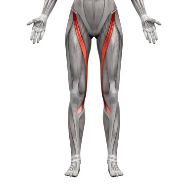 Sartorius Kas - Anatomi Kasları beyaz izole - 3d illust