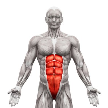 Rectus Abdominis - Abdominal Muscles - Anatomy Muscles isolated  clipart
