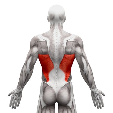 Latissimus Dorsi - beyaz - 3d illust izole anatomi kas
