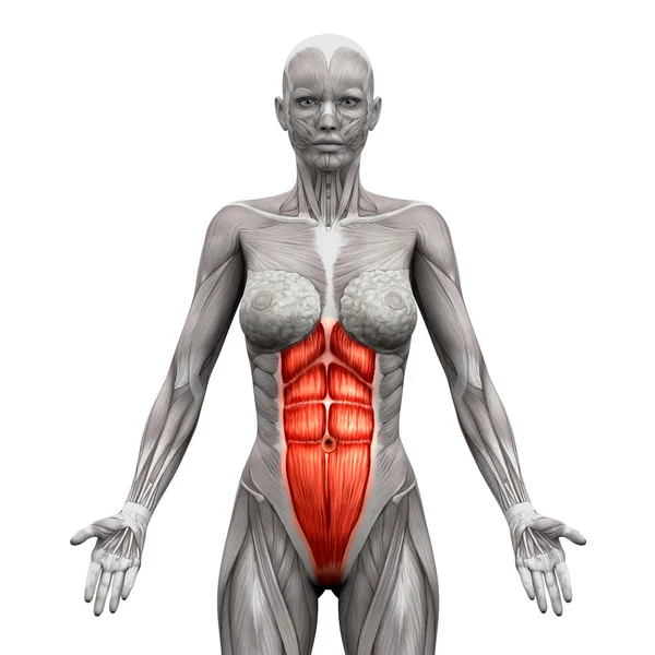 Rectus brzucha-mięśnie brzucha-Anatomia mięśnie na białym tle — Zdjęcie stockowe