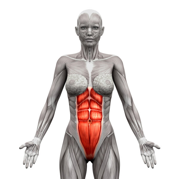 Rectus Abdominis - Abdominal Muscles - Anatomy Muscles isolated 