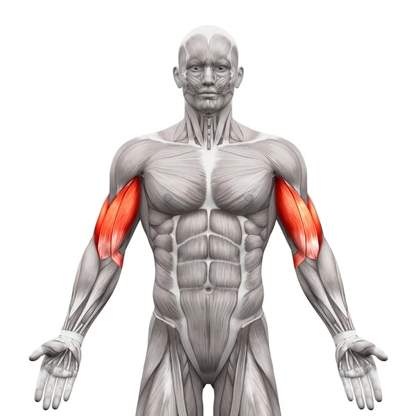 Biceps mięśnie-Anatomia mięśnie izolowane na białym-3D Illustra — Zdjęcie stockowe