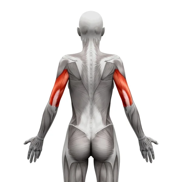 Triceps spieren-anatomie spieren geïsoleerd op wit-3D illustr — Stockfoto