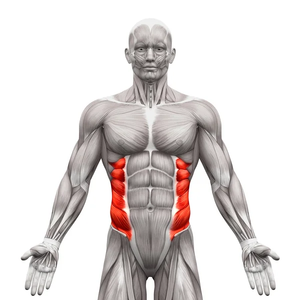 Zewnętrzne mięśnie skośne-Anatomia mięśnie izolowane na białym-3 — Zdjęcie stockowe