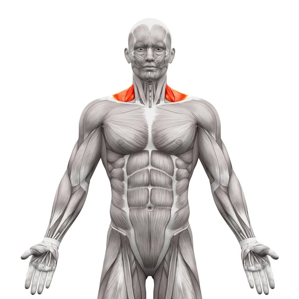 Mięśnie przedniej szyi trapezius-Anatomia mięśnie izolowane na białym — Zdjęcie stockowe