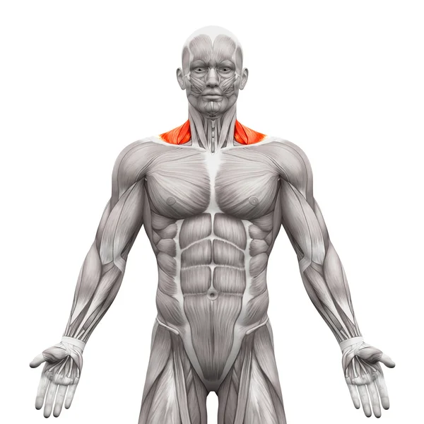 Músculos del cuello delantero Trapezius - Músculos de anatomía aislados en blanco — Foto de Stock