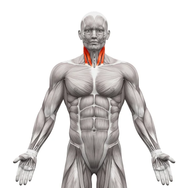 Muscles du cou - Tête intérieure et tête claviculaire - Anatomie musculaire — Photo