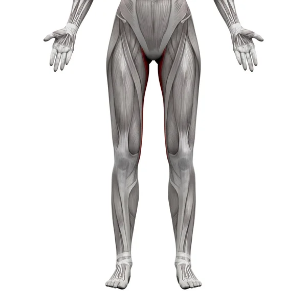 Músculo de Gracilis - Músculos de anatomia isolados em branco - 3D illustr — Fotografia de Stock