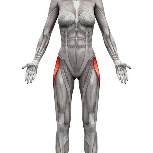 Tensor fasciae latae spier-anatomie spieren geïsoleerd op wit — Stockfoto