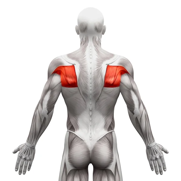 Teres Muscles - Anatomie Muscles isolés sur blanc - Illustrat 3D — Photo