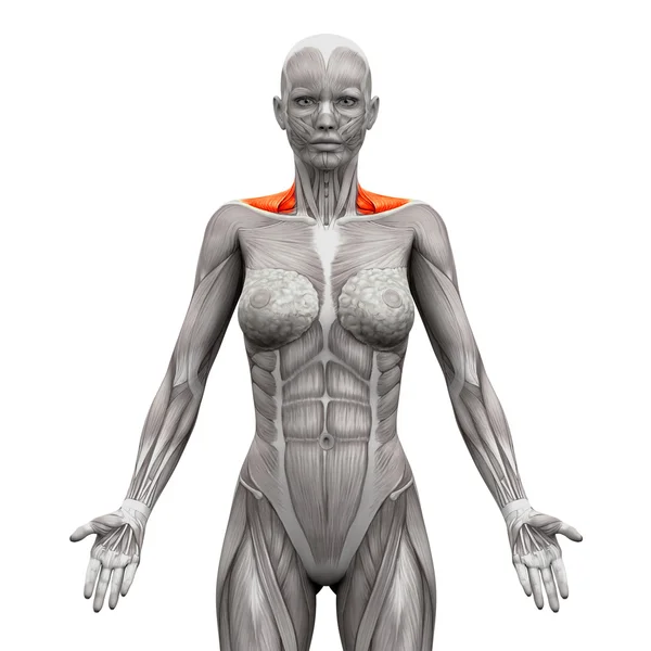 Трапефіус передня шия м'язи-Анатомія м'язи ізольовані на білому — стокове фото