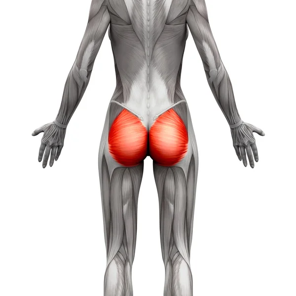 Глютеевые мышцы / Глютеус Мбаппе - анатомические мышцы, изолированные на — стоковое фото