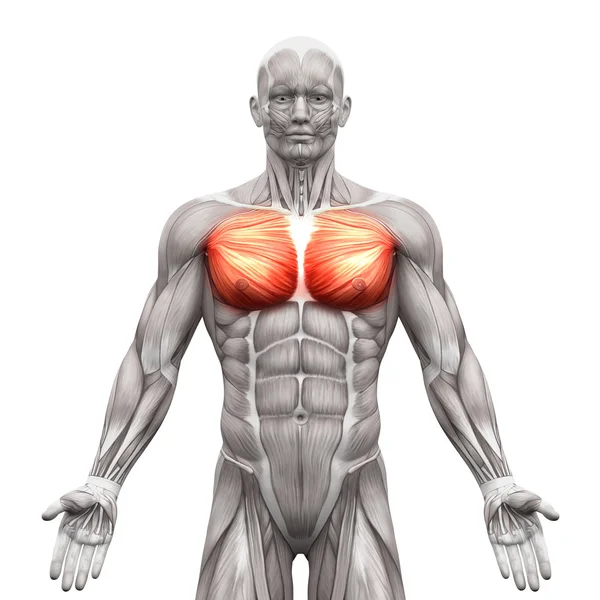 Chest Muscles - Pectoralis Major and Minor - Anatomy Muscles iso — Stock Photo, Image