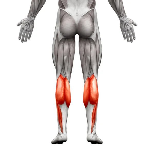 Calf Muscle Male - Gastrocnemius, Plantar Anatomy Muscle - isola — Stock Photo, Image