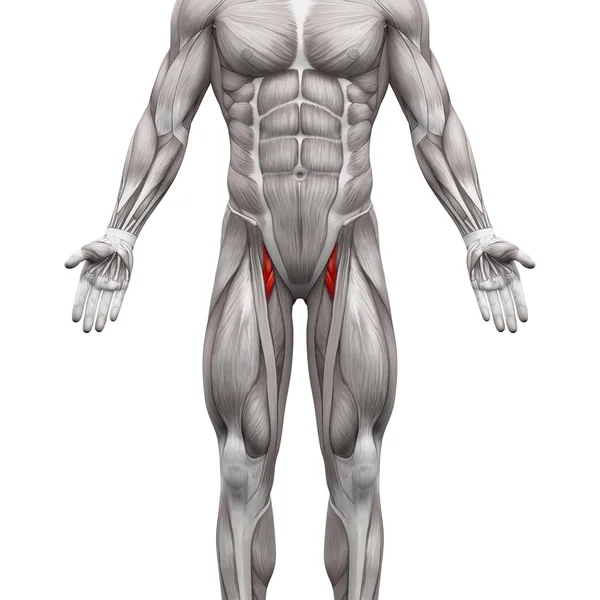 Adductor Brevis and Adductor Longus Muscle - Anatomy Muscles iso — Stock Photo, Image