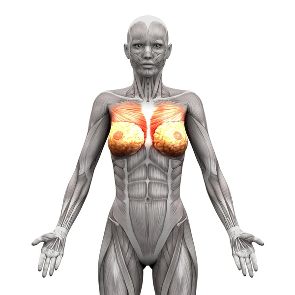 Chest Muscles - Pectoralis Major and Minor - Anatomy Muscles iso — Stock Photo, Image