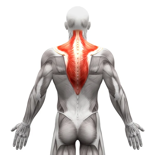 Músculo Trapezius - Anatomía Músculos aislados en blanco - Iluminación 3D —  Fotos de Stock