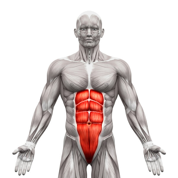 Rectus Abdominis - Abdominal Muscles - Anatomy Muscles isolated 