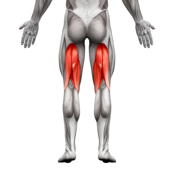 Músculos masculinos isquiotibiales - Anatomía muscular aislada en blanco - 3D —  Fotos de Stock