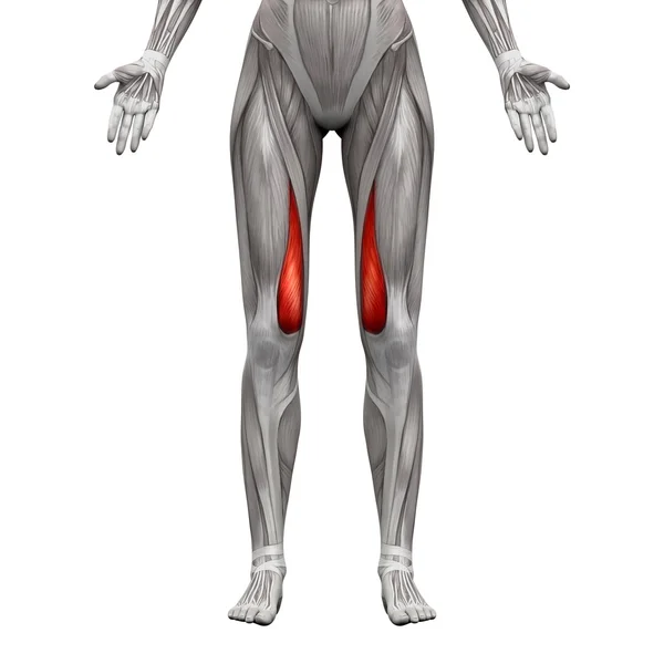 Vastus中間筋肉 - 白で分離された解剖学の筋肉 - 3d ロイヤリティフリーのストック写真