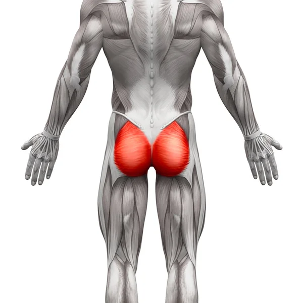 2 210 Gluteus Stock Photos Free Royalty Free Gluteus Images Depositphotos