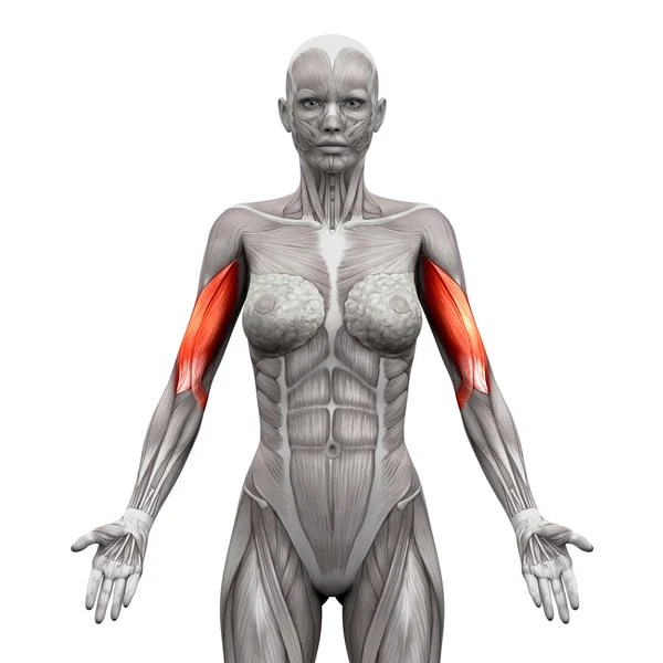 Бицепсы мышцы - Анатомия мышц, изолированных на белом - 3D иллюстрации Стоковое Изображение