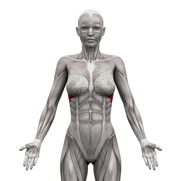 セラタス前筋肉 - 白で分離された解剖学の筋肉 - ストック写真