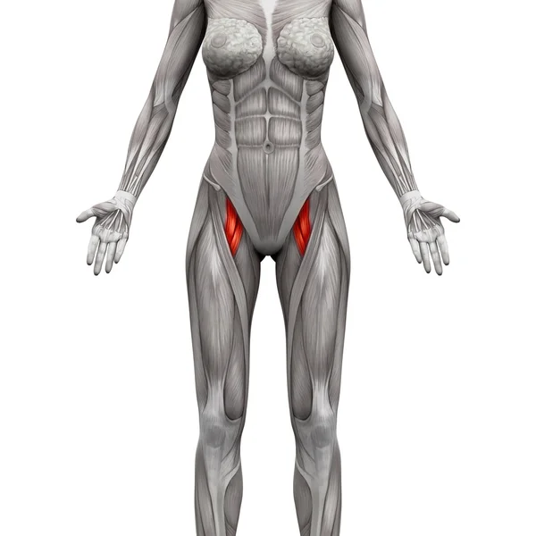 Adductor Brevis и Adductor Longus Muscle - Anatomy Muscles iso Лицензионные Стоковые Фото