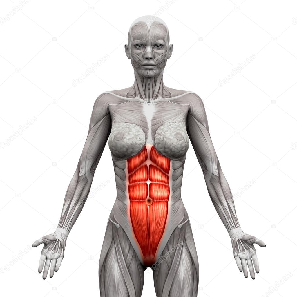 Rectus Abdominis - Abdominal Muscles - Anatomy Muscles ...