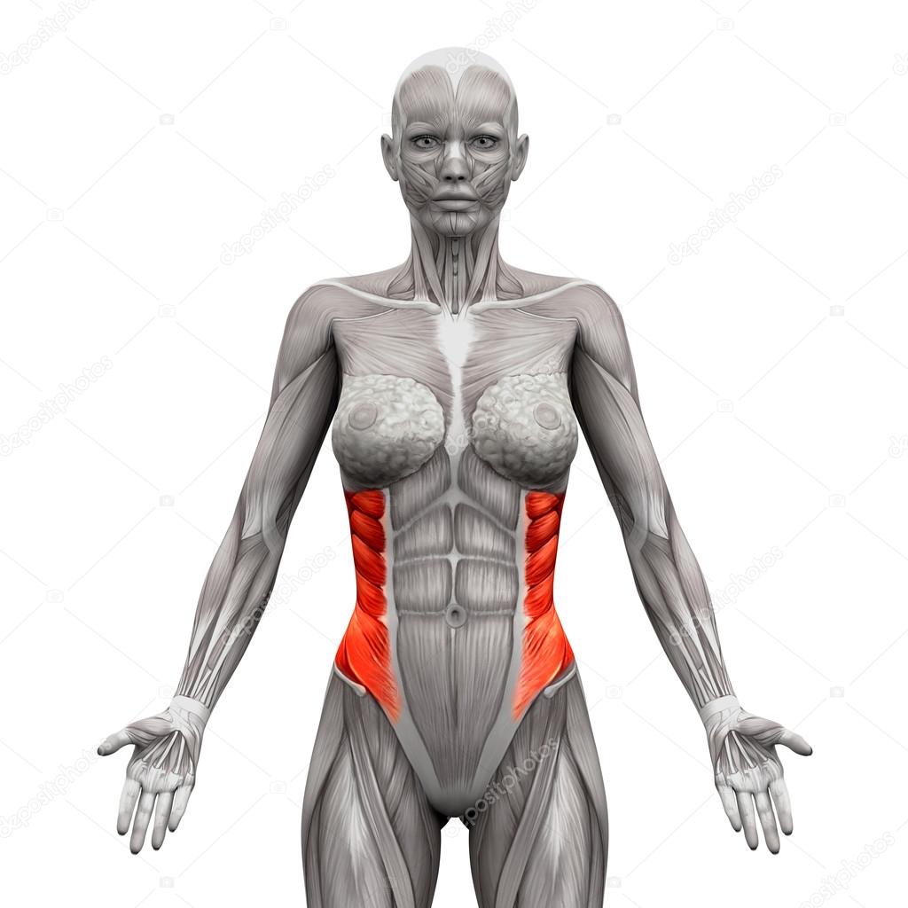 Female Abdominal Muscles Diagram