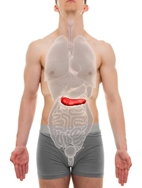Páncreas Masculino - Anatomía de los órganos internos - Ilustración 3D — Foto de Stock