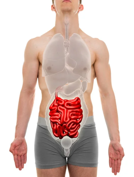 Mici Intestin Masculin - Organe interne Anatomie - ilustrație 3D — Fotografie, imagine de stoc