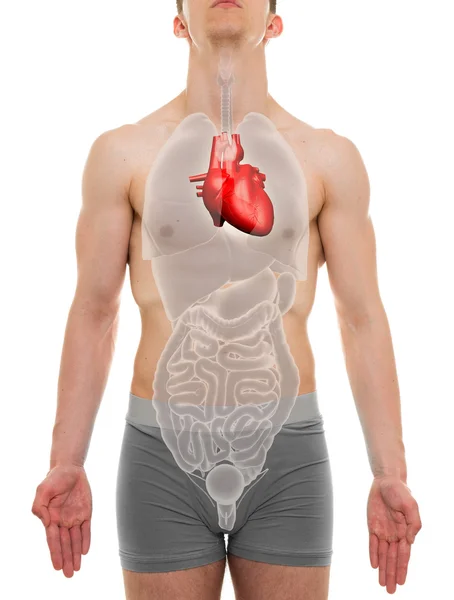 Coração Masculino - Anatomia de Órgãos Internos - ilustração 3D — Fotografia de Stock