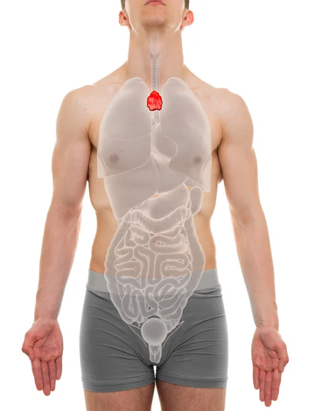 Thymus 남성-내부 장기 해부학-3d 일러스트 — 스톡 사진