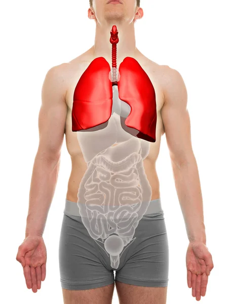 Pulmones Masculino - Anatomía de los órganos internos - Ilustración 3D —  Fotos de Stock