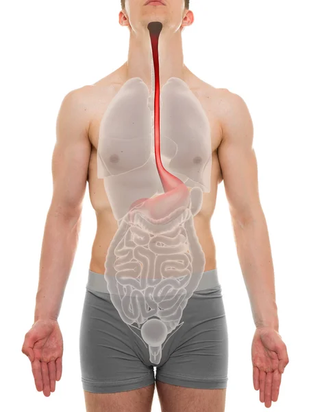 食管男性-内部器官解剖-3d 图 — 图库照片