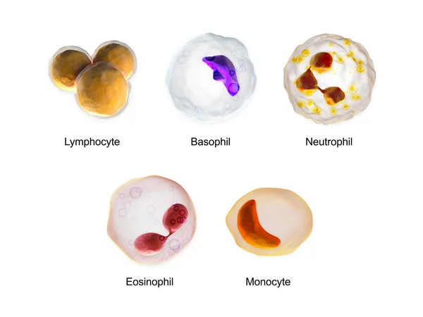 Glóbulos blancos: linfocitos, basófilos, neutrófilos, eosinófilos, monocitos —  Fotos de Stock