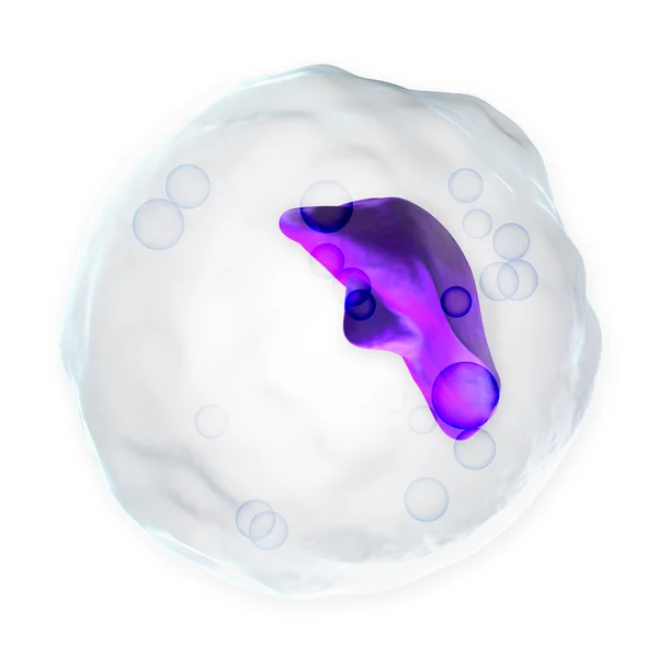 白血细胞-嗜碱性粒细胞 — 图库照片