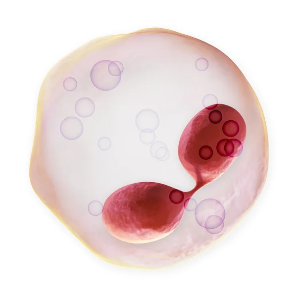 Globuli bianchi - eosinofilo — Foto Stock