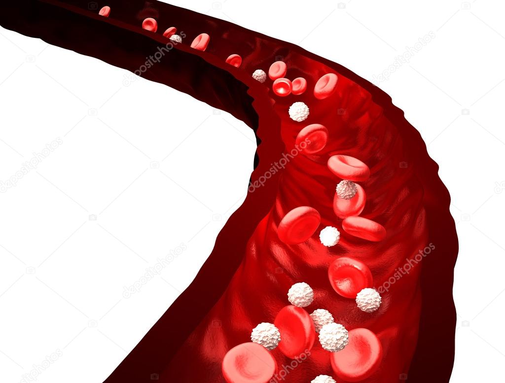 Blood Stream - Red and White Blood Cells Flowing Through Vein - isolated on white