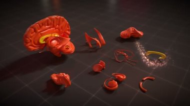 Corpus Callosum
