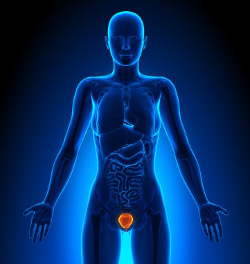 Mesane - kadın organları - insan anatomisi