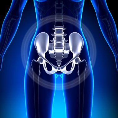 Female Hip, Sacrum, Pubis, Ischium, Ilium - Anatomy Bones clipart